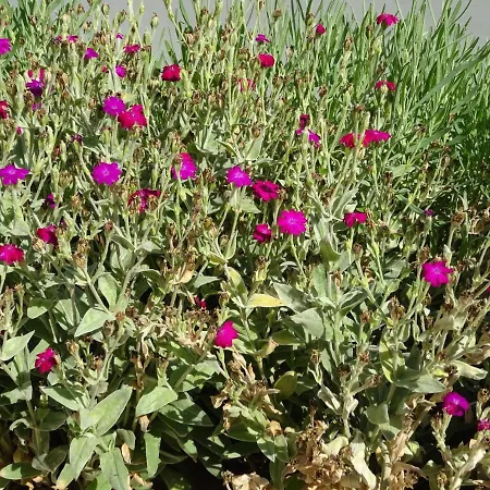 בית נופש Melody Poroszló